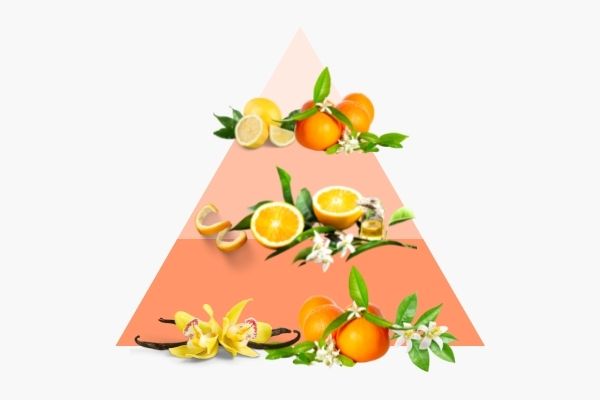 Pyramide olfactive Fleur d'Oranger